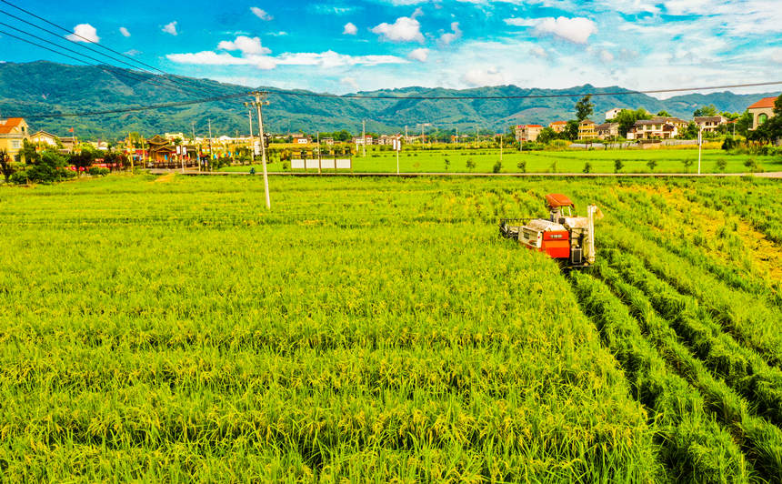 村民在墊江縣沙坪鎮畢橋村高標准農田水稻基地用農機收割水稻。龔長浩攝