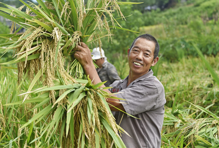 村民張文華在收割稻谷。黃河攝
