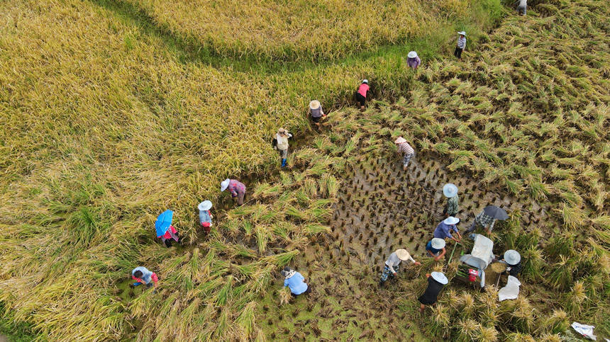 广阳岛上一片金灿灿的成熟水稻。郭旭摄