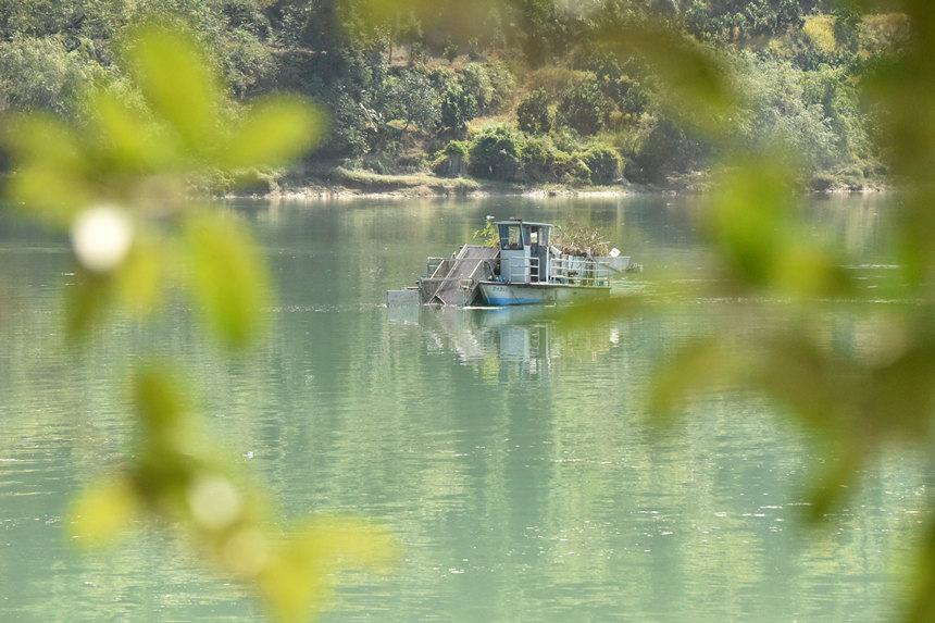 酉陽酉水河鎮河灣段河面上經常有清漂船在進行清漂。陳碧生攝