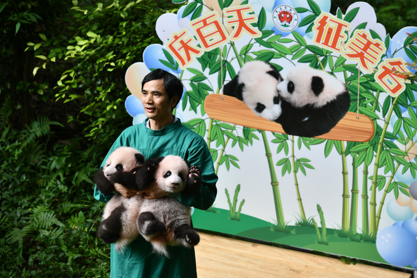 重慶動物園雙胞胎大熊貓滿百天。鄒樂攝