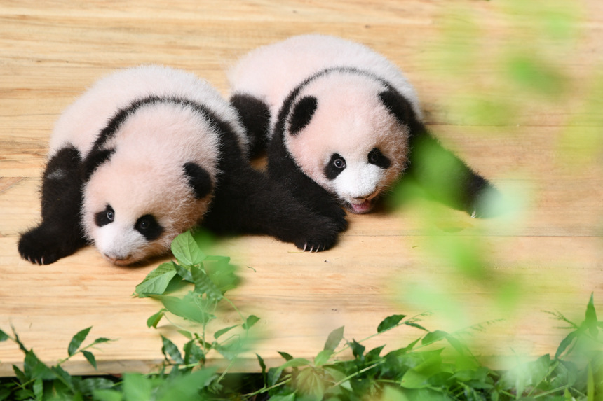 重慶動物園雙胞胎大熊貓滿百天。鄒樂攝