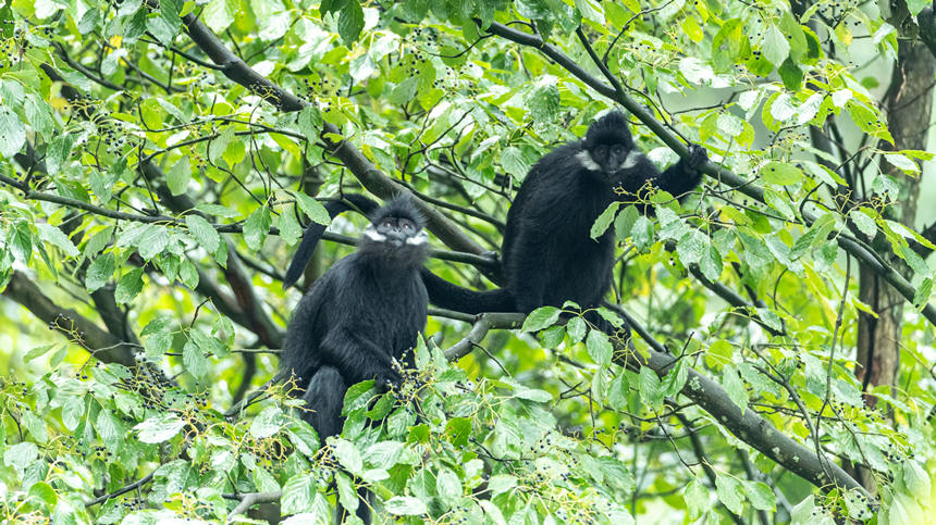 重庆南川金佛山黑叶猴在树梢上采食果实。瞿明斌摄