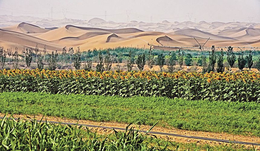 九月十九日，通过五年的试验种植，内蒙古乌兰布和沙漠“沙漠土壤化”中试科研基地里郁郁葱葱，成为了沙漠中的绿宝石。