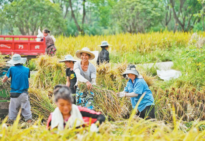 《广阳岛的水稻成熟了》 8月31日，重庆广阳岛，农民在稻田里劳作。郭旭 摄
