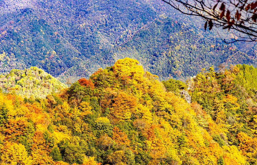 深秋的大巴山好似一幅色彩斑斕的山水畫卷。黃祖滿攝