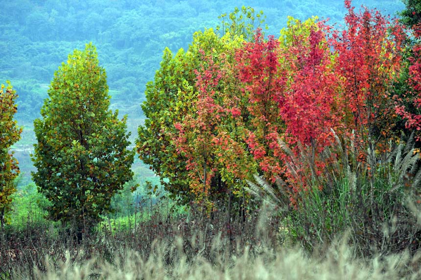 廣陽島上五顏六色的樹木，組成一幅色彩斑斕的畫卷。郭旭攝