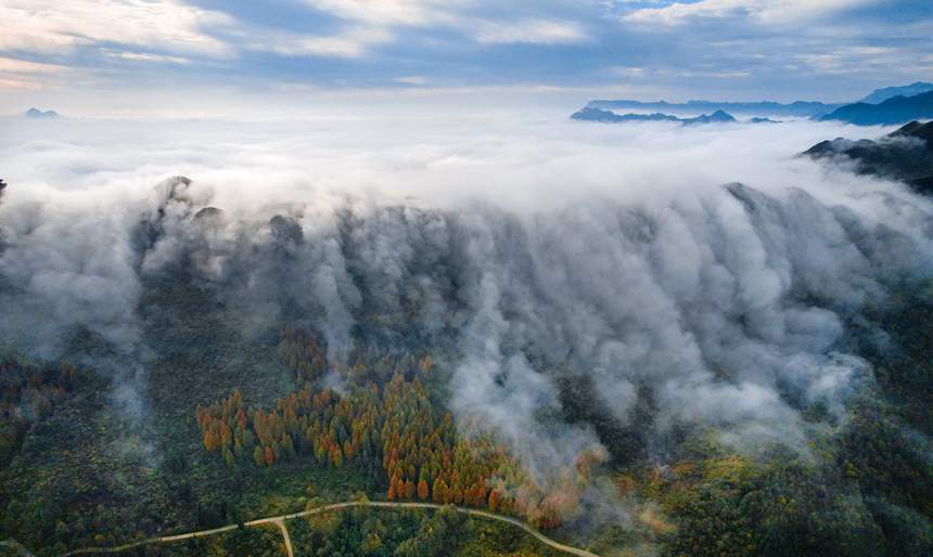 金佛山出現雲海景觀。瞿明斌攝