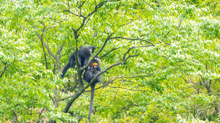 黑葉猴。重慶市林業局供圖