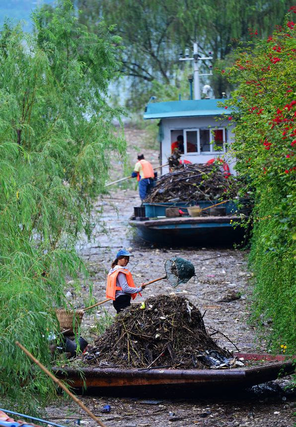 清漂工人清理江面以枯树腐叶为主的垃圾。冉孟军摄
