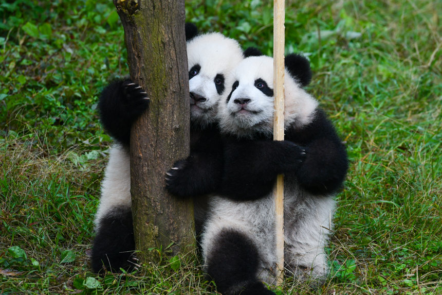 重庆大熊猫“莽仔”的双胞胎幼崽取名“星星”“辰辰”。邹乐摄