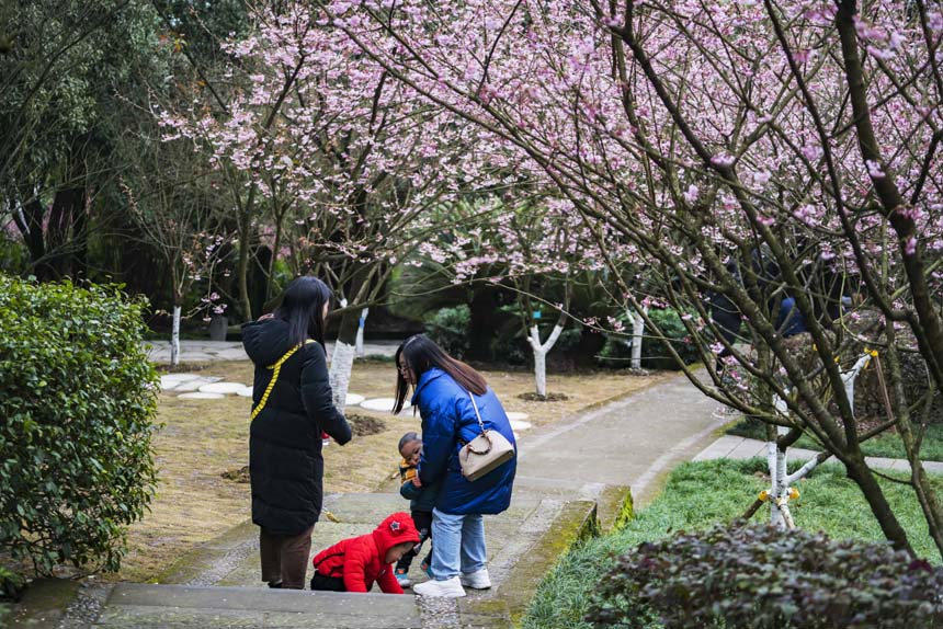 南山植物園櫻花競相綻放，吸引不少游客前來打卡觀賞。黃進攝