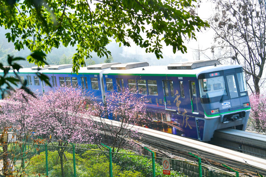 2月15日，重慶軌道列車穿行在花海。鄒樂攝