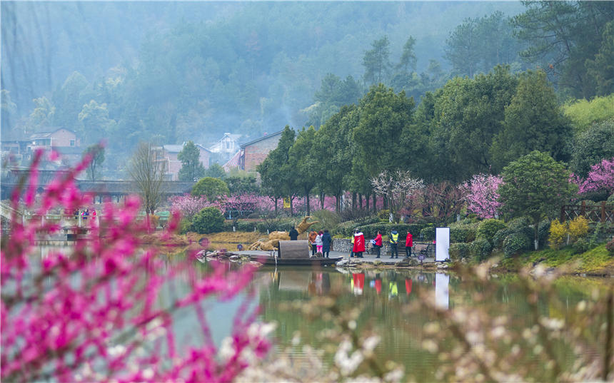 重庆市南川区大观镇梅花园各种梅花竞相绽放，小桥流水，梅花芬芳。胡波摄