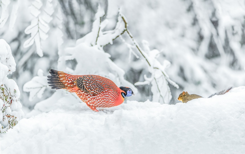 红腹角雉雄鸟在重庆市南川区金佛山自然保护区雪地里踏雪觅食。瞿明斌摄