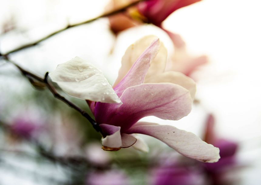 ��׵��������仨��ѩ����������