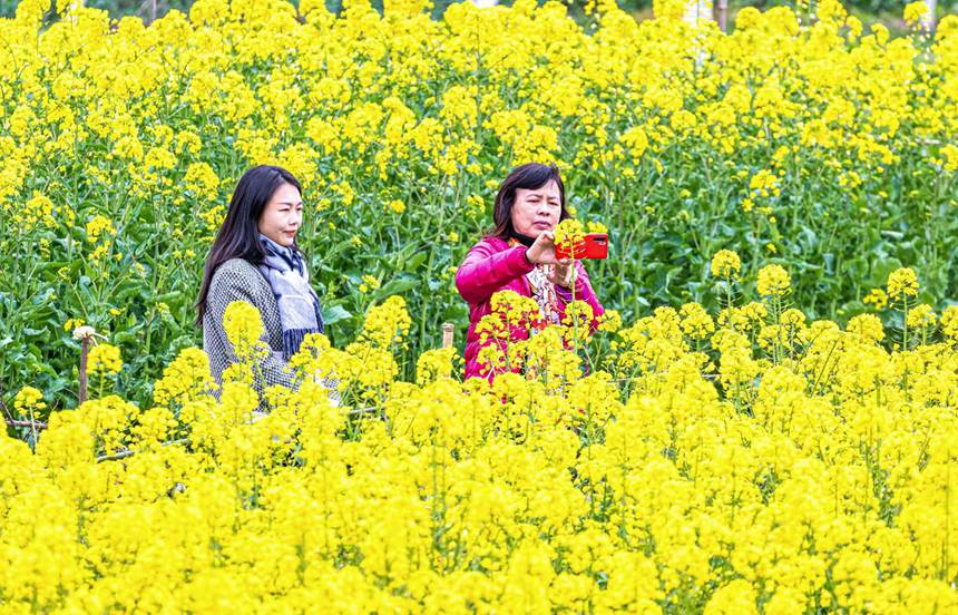 市民游客在重庆市南川区东城街道三秀社区踏青赏花。瞿明斌摄  