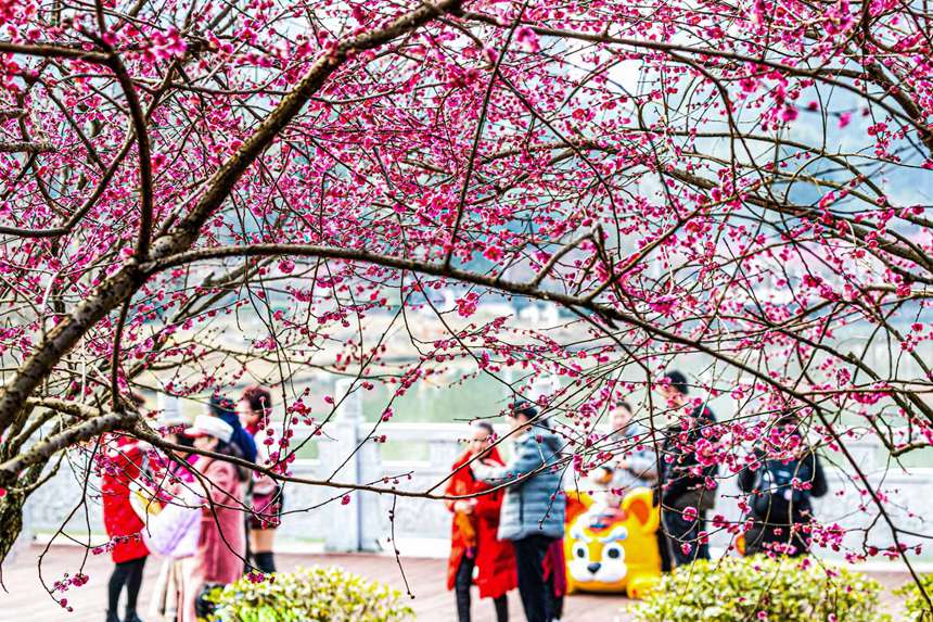 市民游客在重慶市南川區梅華園樂享春光。瞿明斌攝