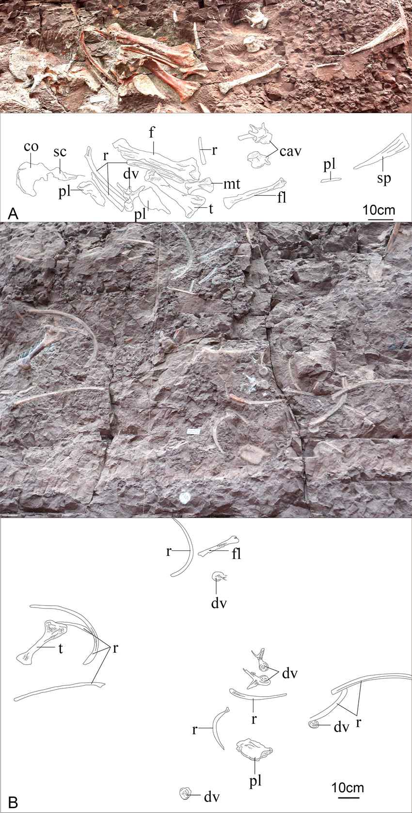 保存于化石墙上的“元始巴山龙”标本。重庆市规划和自然资源局供图