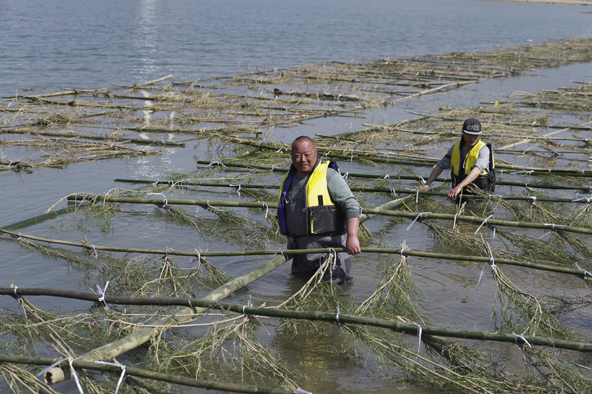 工作人员在嘉陵江重庆北碚区三胜庙段人工鱼巢铺设现场忙碌。秦廷富摄