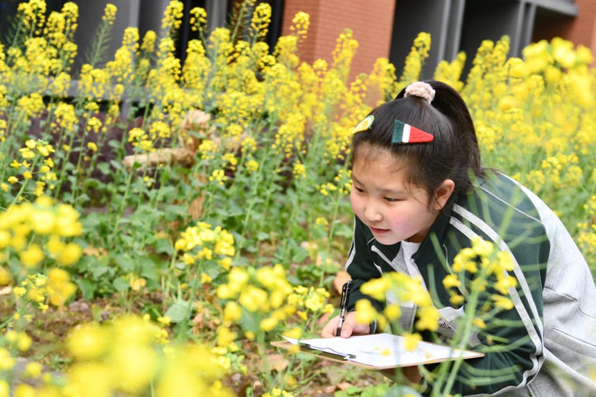 学生正在观察油菜花的生长情况并做好日记。邹乐摄