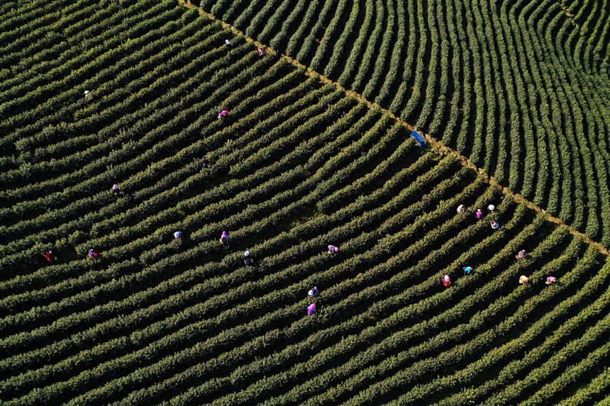 村民在白茶基地采摘茶叶。杨敏摄