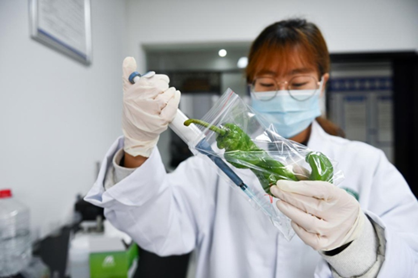 快检中心工作人员正在检测青椒。邹乐摄