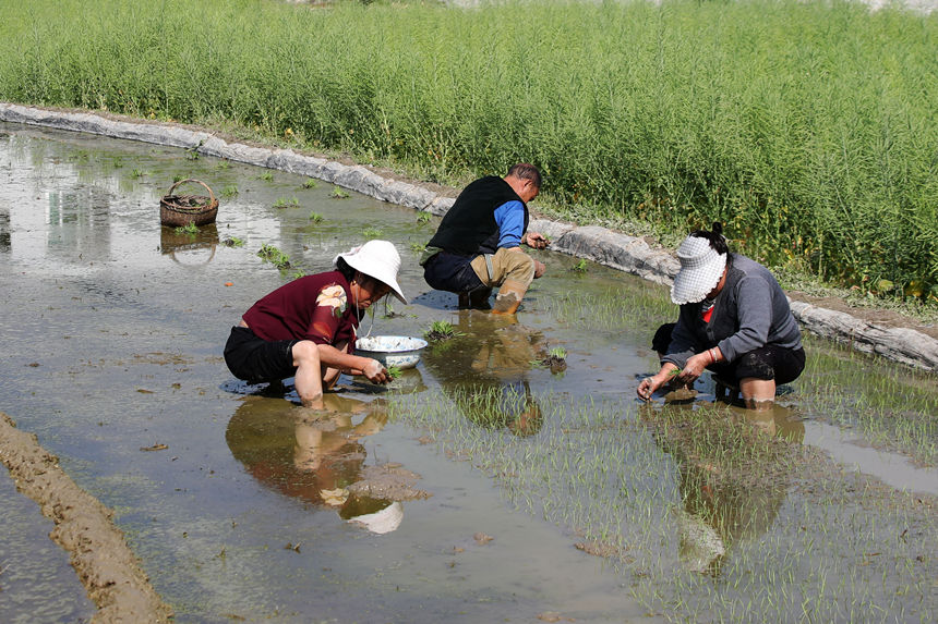重慶市黔江區馬喇鎮蓮花社區村民在寄插秧苗。楊敏攝