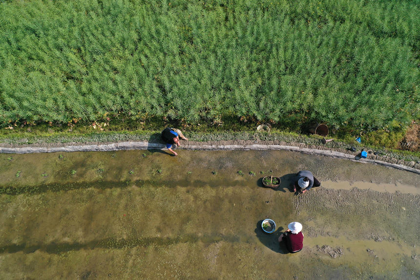 重庆市黔江区马喇镇莲花社区村民在寄插秧苗。杨敏摄