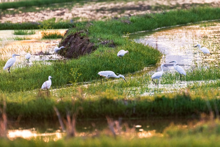 一群白鹭在重庆市梁平区万石耕春景区稻田湿地里觅食。余先怀摄