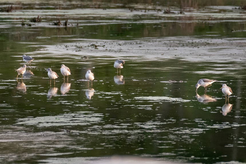 重慶市梁平區雙桂湖國家濕地公園，一群青腳鷸在小微濕地裡享受春光的沐浴。余先懷攝