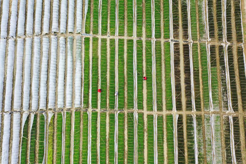重庆彭水鞍子镇稻米种植基地，村民在育秧场管护秧苗。杨敏摄