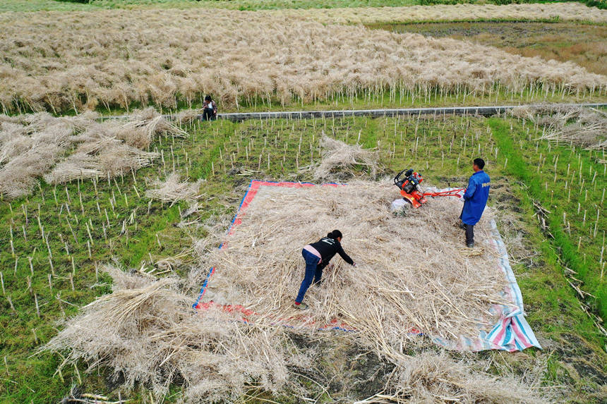 重庆市黔江区小南海镇大路社区村民在打油菜籽。杨敏摄