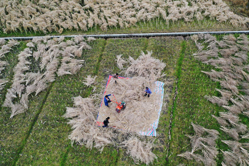 重庆市黔江区小南海镇大路社区村民在打油菜籽。杨敏摄