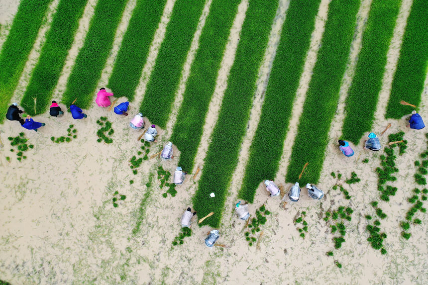 重慶市黔江區白石鎮鞍山村村民在水稻育秧基地忙碌。楊敏攝