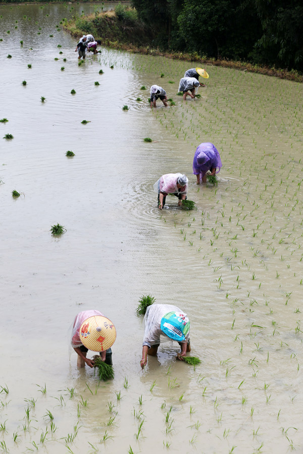 重慶市黔江區白石鎮鞍山村村民在田間插秧。楊敏攝