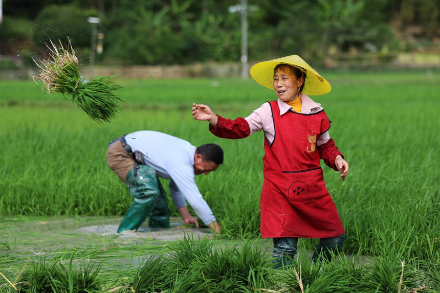 双龙乡龟池村村民在水稻种植基地起秧。赵勇摄