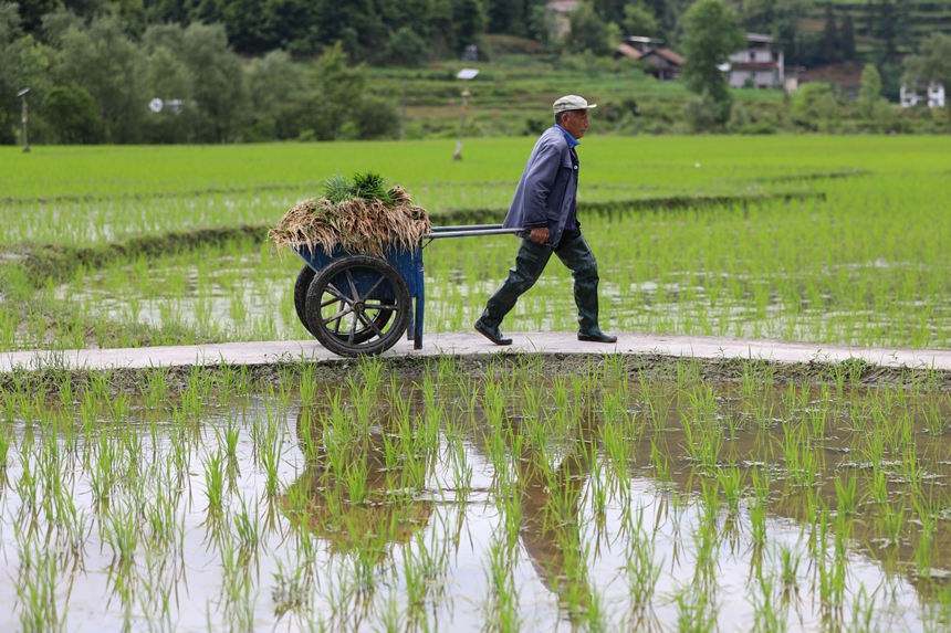 双龙乡龟池村村民在水稻种植基地的生产便道上运送秧苗。赵勇摄