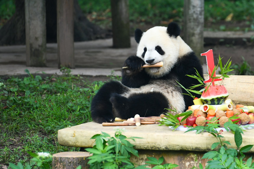 大熊貓正在享用“生日蛋糕”。鄒樂攝