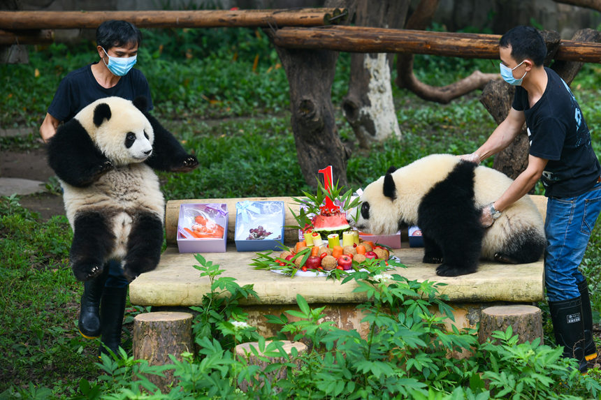 大熊貓“星星”“辰辰”1歲生日會。鄒樂攝