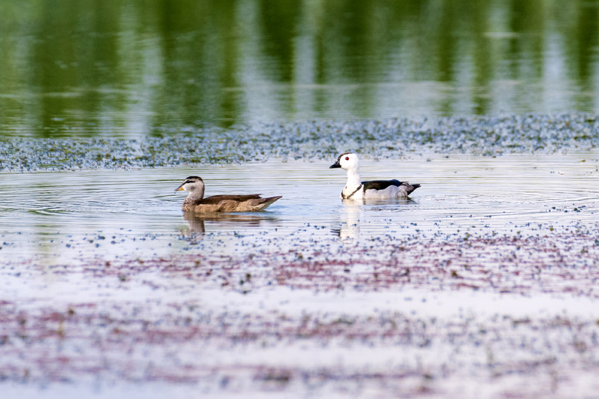 国家二级保护动物棉凫在双桂湖国家湿地公园荇菜群中栖息、觅食。余先怀摄