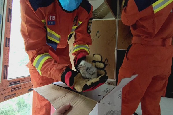 ����Ա����ȳ���èͷӥ����ֽ�� ʯ����������Ԯ��ӹ�ͼ