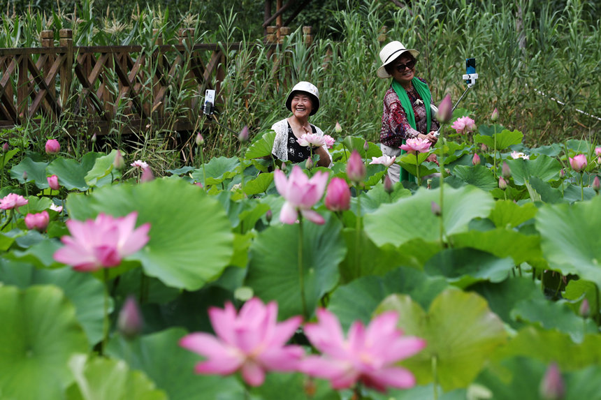 游客在重庆市黔江区小南海镇新建村土家十三寨荷田里赏花。杨敏摄