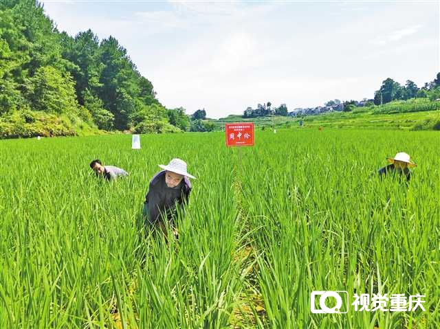 6月30日，南川区福寿镇的一片水稻田里，农民正在除草，这些是私人定制稻田，农民代种代管护，收获归认养人所有。记者 赵伟平 摄/视觉重庆