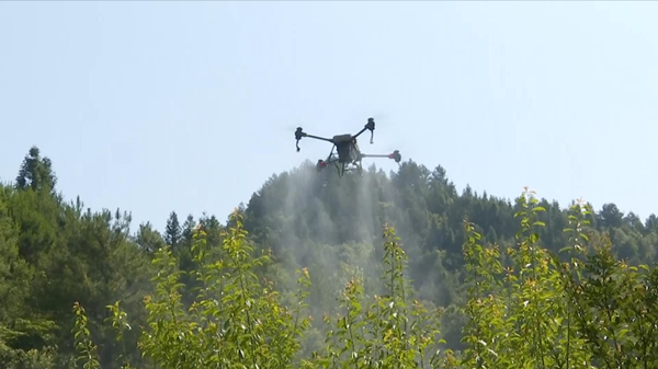 大型植保无人机正在实施喷洒作业。黔江区委宣传部供图