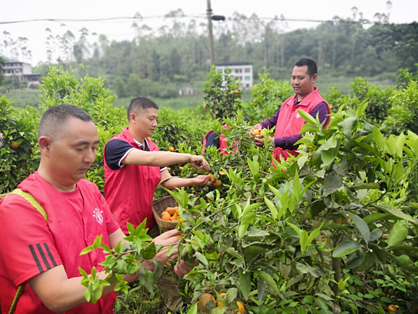崔接友（中）和村干部、志愿者一起采摘柑橘。李铁摄
