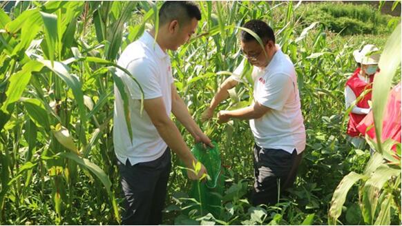 志愿者深入田间地头，帮助当地村民抢收黑玉米。“村村旺”供图