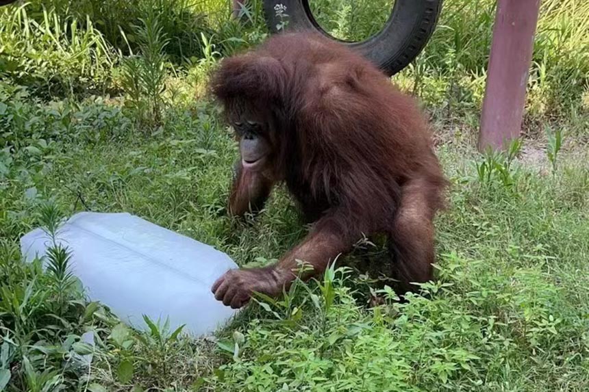 大猩猩用冰块消暑。重庆动物园供图