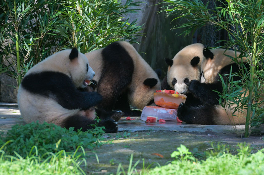 大熊猫正在吃冰西瓜。邹乐摄