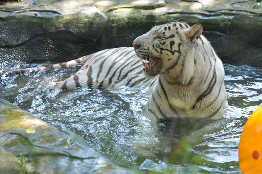 老虎泡冷水澡消暑。邹乐摄